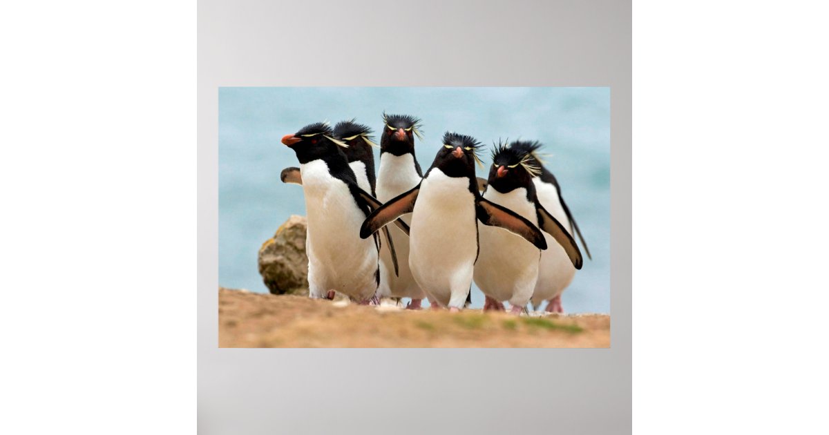 Rockhopper Penguins Poster from 8.99 | Zazzle