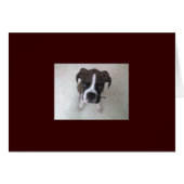 Rocky - Boxer Puppy (Front Horizontal)