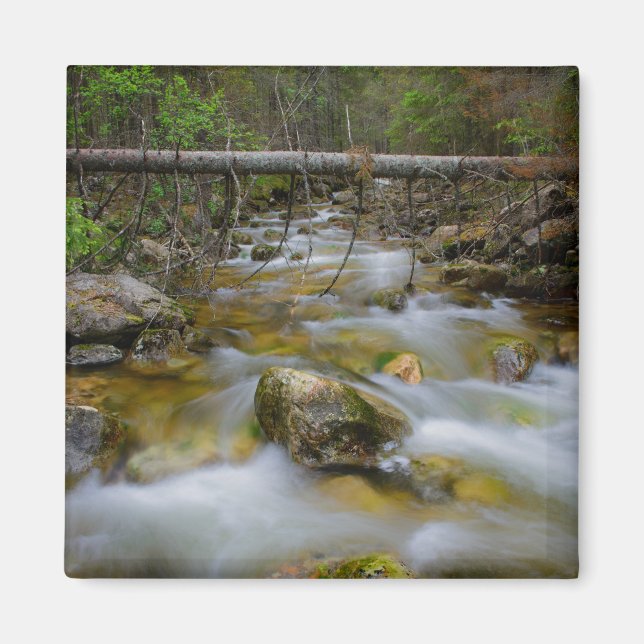 Rocky forest creek magnet (Front)