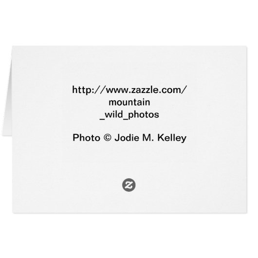 Rocky Mountain Bee Plant (Back Horizontal)