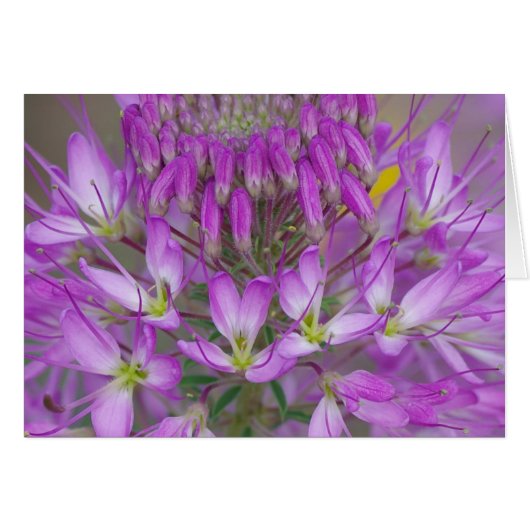 Rocky Mountain Bee Plant Cards (Front Horizontal)