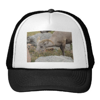 Ram Horn Hats | Zazzle