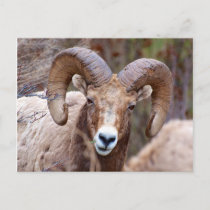 Rocky Mountain Bighorn Sheep Postcard