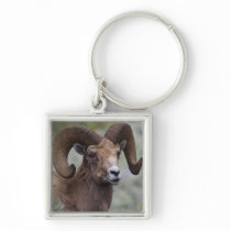 Rocky Mountain Bighorn Sheep Ram 1 Keychain