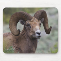 Rocky Mountain Bighorn Sheep Ram 1 Mouse Pad