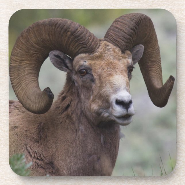 Rocky Mountain Bighorn Sheep Ram Drink Coaster (Front)