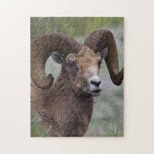 Rocky Mountain Bighorn Sheep Ram Jigsaw Puzzle