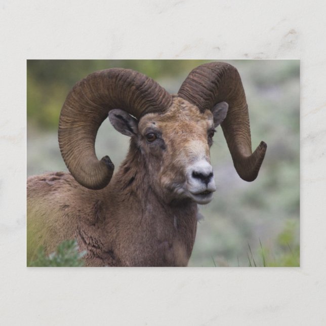 Rocky Mountain Bighorn Sheep Ram Postcard (Front)