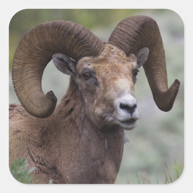 Rocky Mountain Bighorn Sheep Ram Square Sticker (Front)