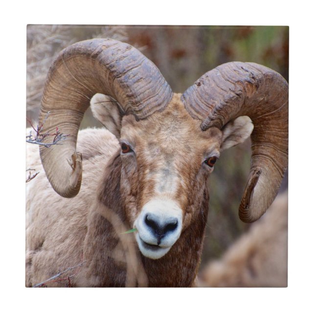 Rocky Mountain Bighorn Sheep Tile (Front)