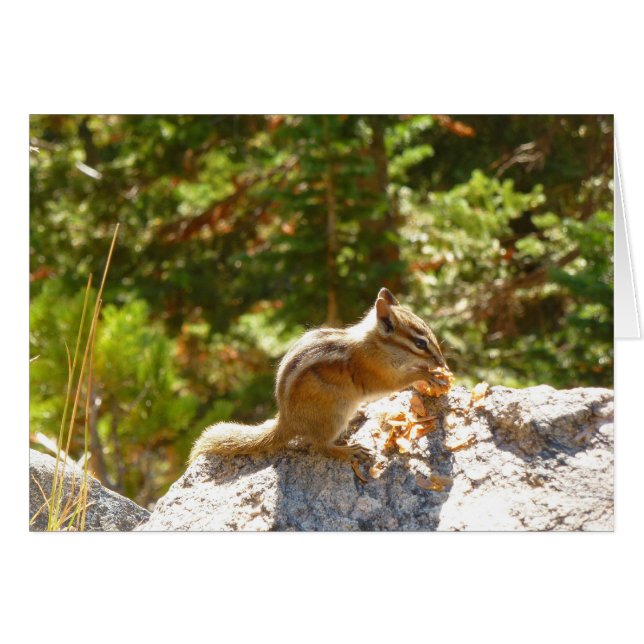 Rocky Mountain Chipmunk Cards (Front Horizontal)