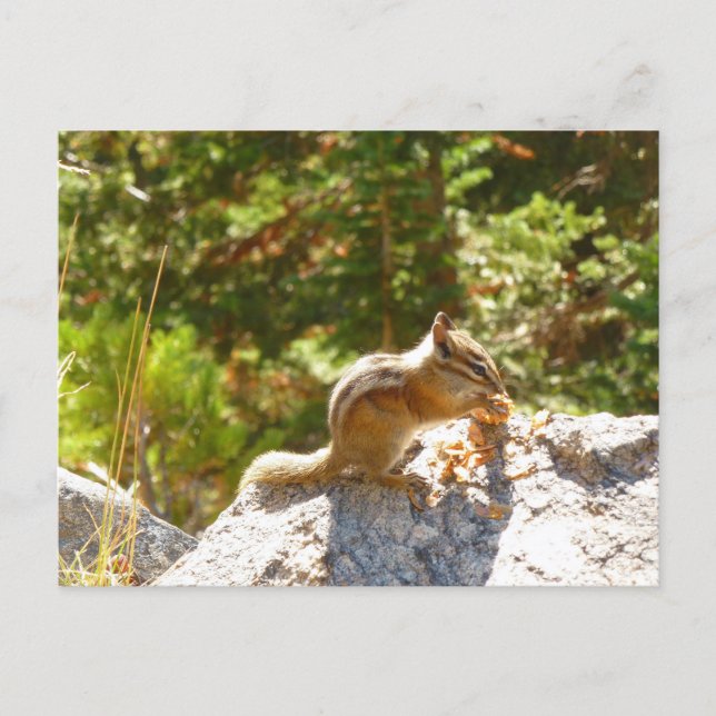 Rocky Mountain Chipmunk Postcard (Front)