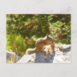 Rocky Mountain Chipmunk Postcard