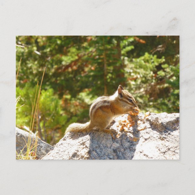 Rocky Mountain Chipmunk Postcard (Front)