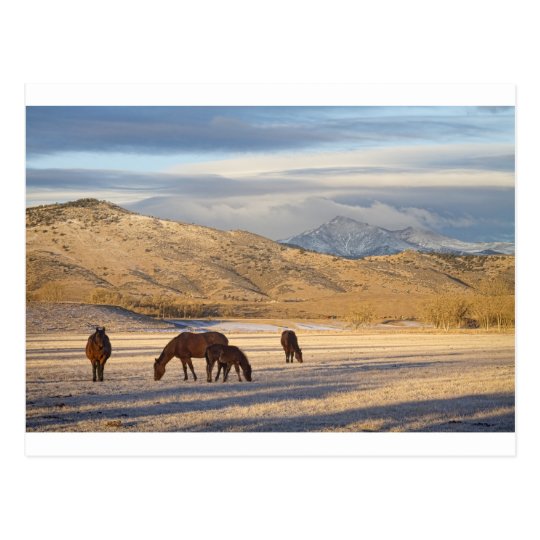 Rocky Mountain Colorado Country Morning Postcard