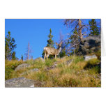 Rocky Mountain Deer Cards