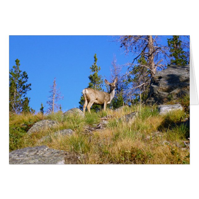 Rocky Mountain Deer Cards (Front Horizontal)
