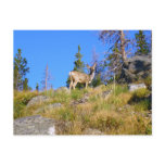 Rocky Mountain Deer Postcard