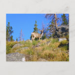 Rocky Mountain Deer Postcard