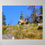 Rocky Mountain Deer Poster