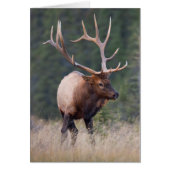 Rocky Mountain Elk (Front)