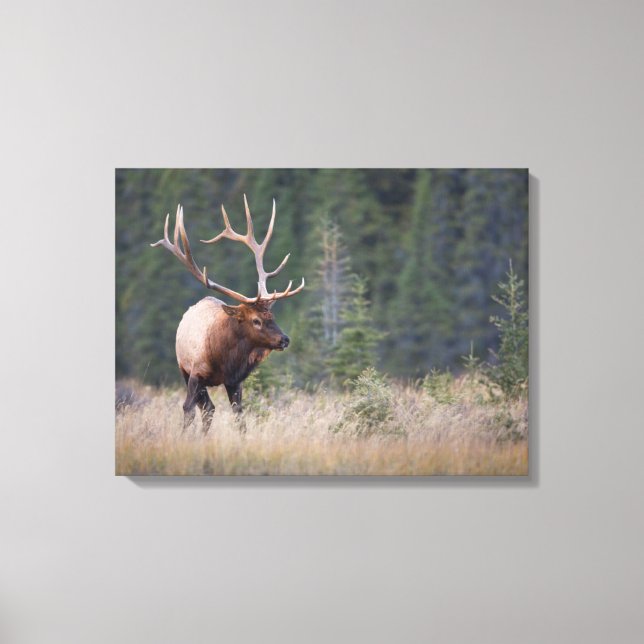 Rocky Mountain Elk Canvas Print (Front)