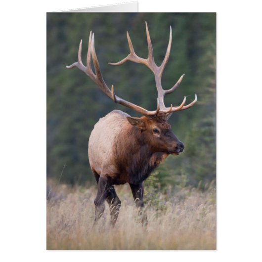 Rocky Mountain Elk Cards (Front)