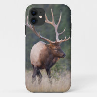 Rocky Mountain Elk