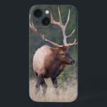 Rocky Mountain Elk iPhone 13 Case<br><div class="desc">Gary Luhm / DanitaDelimont.com | Canada,  Alberta | Canada,  Alberta. Rocky Mountain Elk (Cervus canadensis nelsoni) Bull with impressive 7x7 rack,  is engaged in moving his herd during fall rut. Jasper National Park.</div>