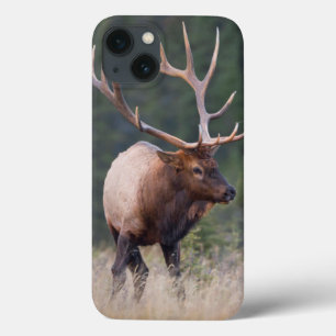 Rocky Mountain Elk iPhone 13 Case