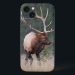 Rocky Mountain Elk iPhone 13 Case<br><div class="desc">Gary Luhm / DanitaDelimont.com | Canada,  Alberta | Canada,  Alberta. Rocky Mountain Elk (Cervus canadensis nelsoni) Bull with impressive 7x7 rack,  is engaged in moving his herd during fall rut. Jasper National Park.</div>