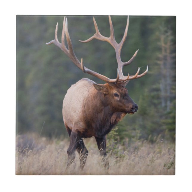 Rocky Mountain Elk Ceramic Tile (Front)