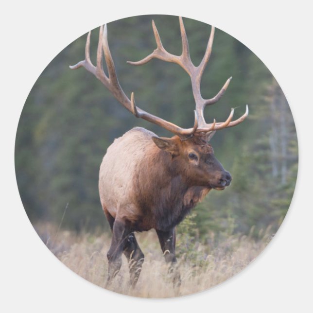 Rocky Mountain Elk Classic Round Sticker (Front)