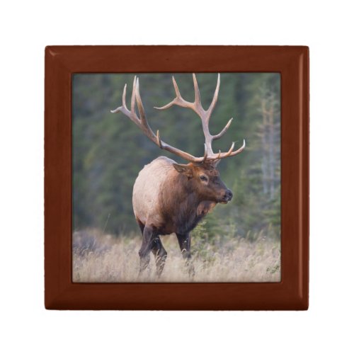 Rocky Mountain Elk Gift Box