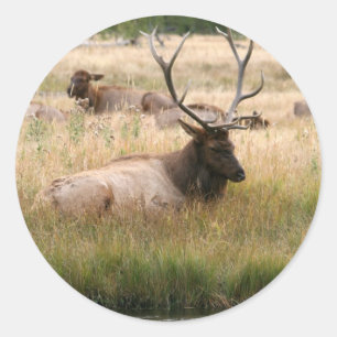 Rocky Mountain Elk in the Grass Classic Round Sticker