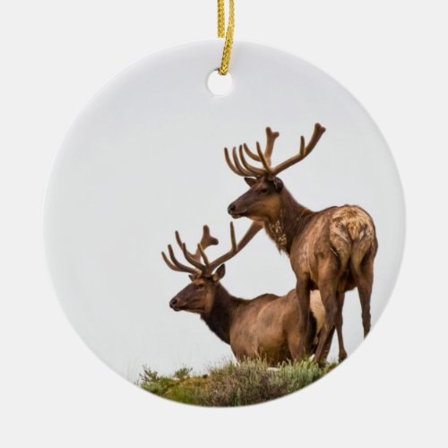 Rocky Mountain Elk Ornament