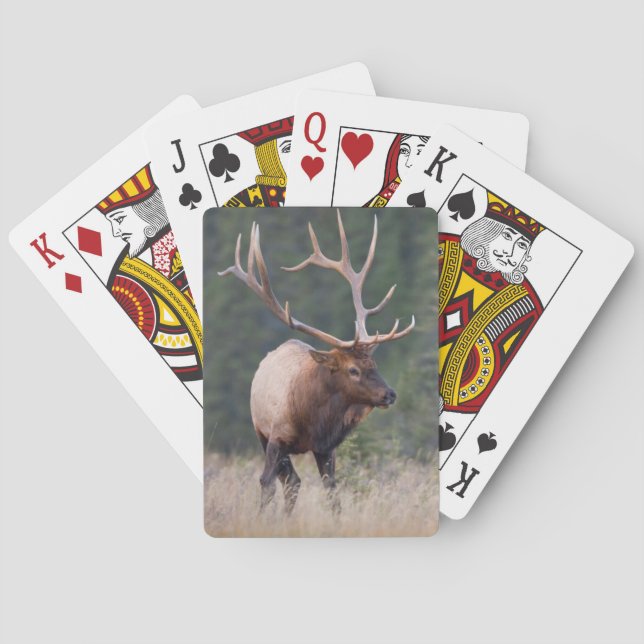 Rocky Mountain Elk Poker Cards (Back)
