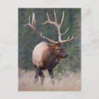 Rocky Mountain Elk