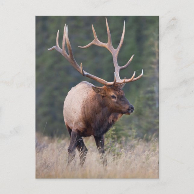Rocky Mountain Elk Postcard (Front)