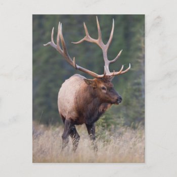 Rocky Mountain Elk Postcard by theworldofanimals at Zazzle