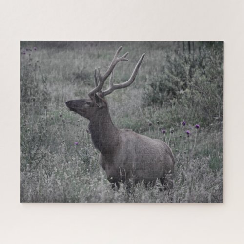 Rocky Mountain Elk _ RMNP _ 16x20 _ 520 pcs Jigsaw Puzzle