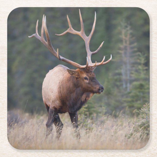 Rocky Mountain Elk Square Paper Coaster (Front)