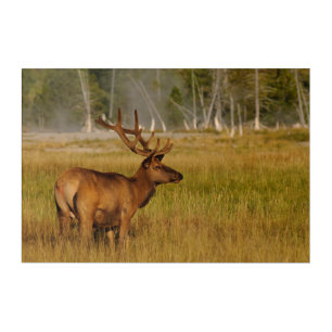 Rocky Mountain Elk Yellowstone National Park Acrylic Print