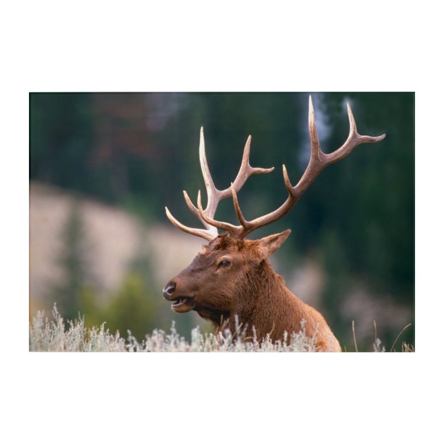 Rocky Mountain Elk Yellowstone National Park Acrylic Print (Front)
