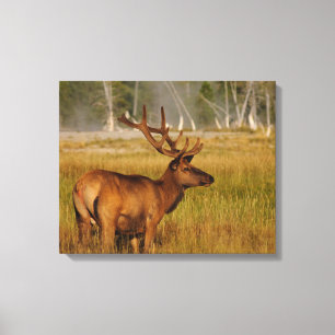 Rocky Mountain Elk Yellowstone National Park Canvas Print