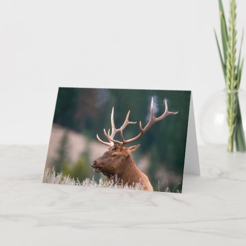 Rocky Mountain Elk Yellowstone National Park Card