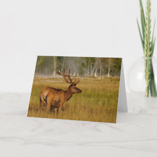 Rocky Mountain Elk   Yellowstone National Park Card