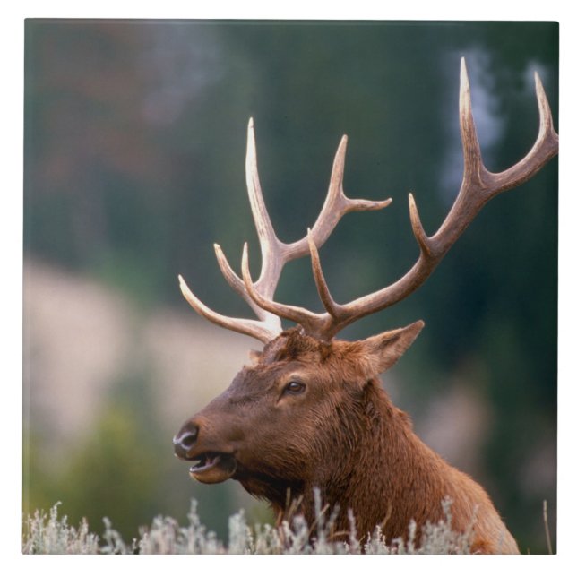 Rocky Mountain Elk Yellowstone National Park Ceramic Tile (Front)