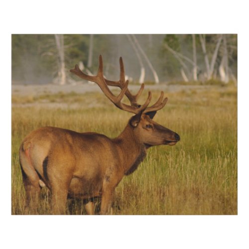 Rocky Mountain Elk  Yellowstone National Park Faux Canvas Print