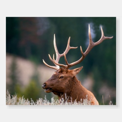 Rocky Mountain Elk Yellowstone National Park Foam Board